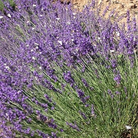 La Salamandre Bleue Villa Chantemerle-lès-Grignan Dış mekan fotoğraf
