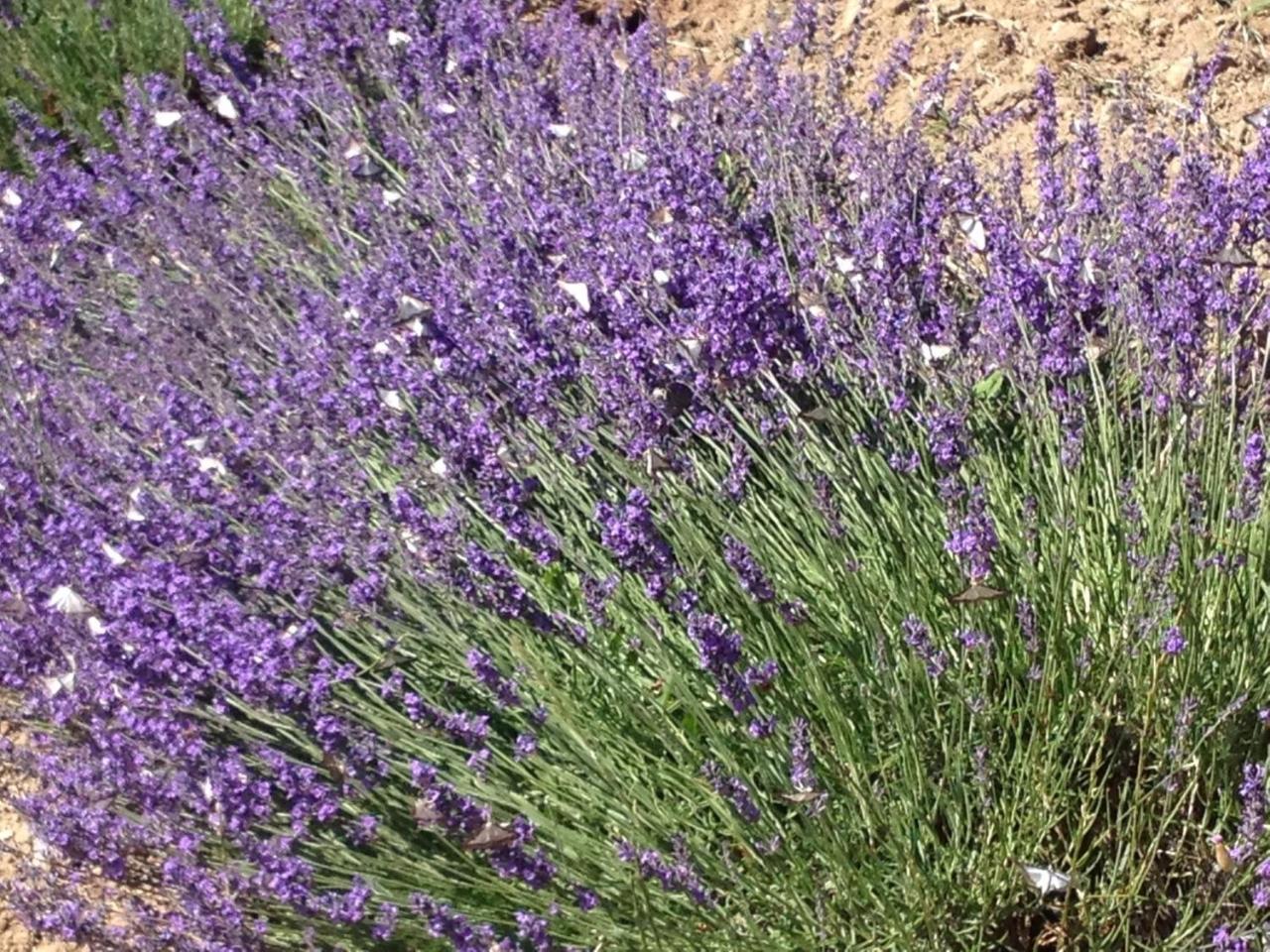 La Salamandre Bleue Villa Chantemerle-lès-Grignan Dış mekan fotoğraf